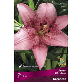 Лилии ЛА-гибриды «Коголето», 14/16 р-р, 2 шт. 110 h(см), Осень 2025  (артикул 9246195)  большой выбор товаров оптом и в розницу по низким ценам с доставкой