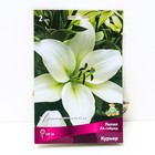 Лилии ЛА-гибриды «Курьер», 14/16 р-р, 2 шт. 120 h(см), Осень 2025  (артикул 9246200)  большой выбор товаров оптом и в розницу по низким ценам с доставкой