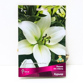 Лилии ЛА-гибриды «Курьер», 14/16 р-р, 2 шт. 120 h(см), Осень 2025  (артикул 9246200)  большой выбор товаров оптом и в розницу по низким ценам с доставкой