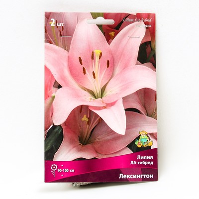Лилии ЛА-гибриды «Лексингтон», 14/16 р-р, 2 шт. 90-100 h(см), Осень 2025