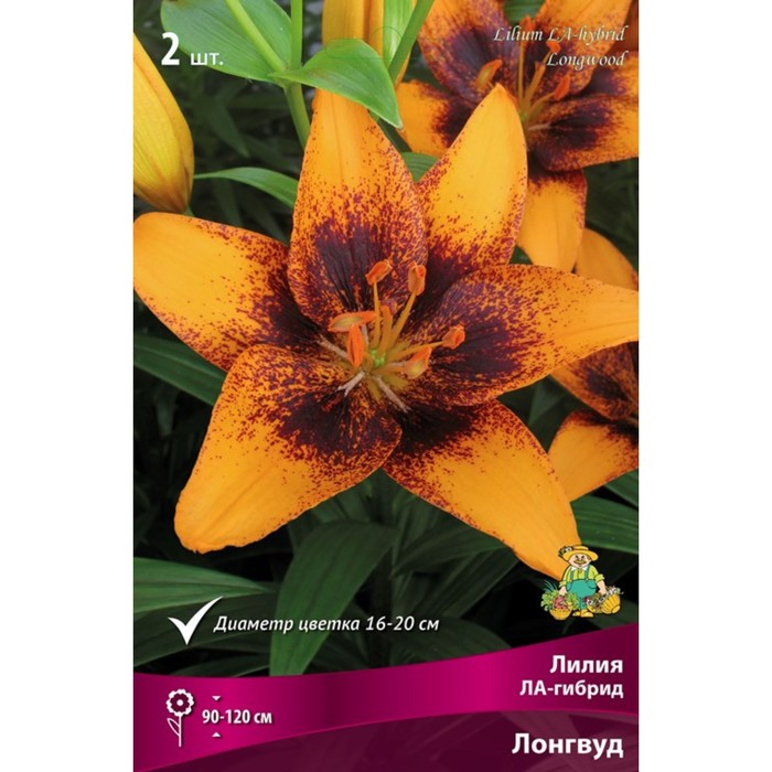 Trendy Dakota ® (Asiatics) - Lily - Van den Bos Flowerbulbs