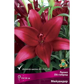 Лилии ЛА-гибриды Мейуандер, 14/16 р-р, 2 шт. 110-120 h(см), Осень 2022  (артикул 9246205)  большой выбор товаров оптом и в розницу по низким ценам с доставкой