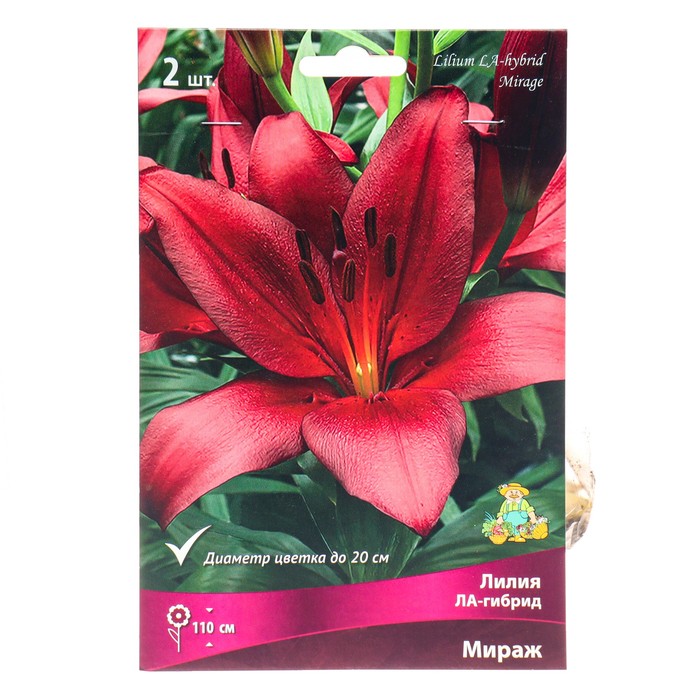 Лилии ЛА-гибриды «Мираж», 14/16 р-р, 2 шт. 110 h(см), Осень 2024