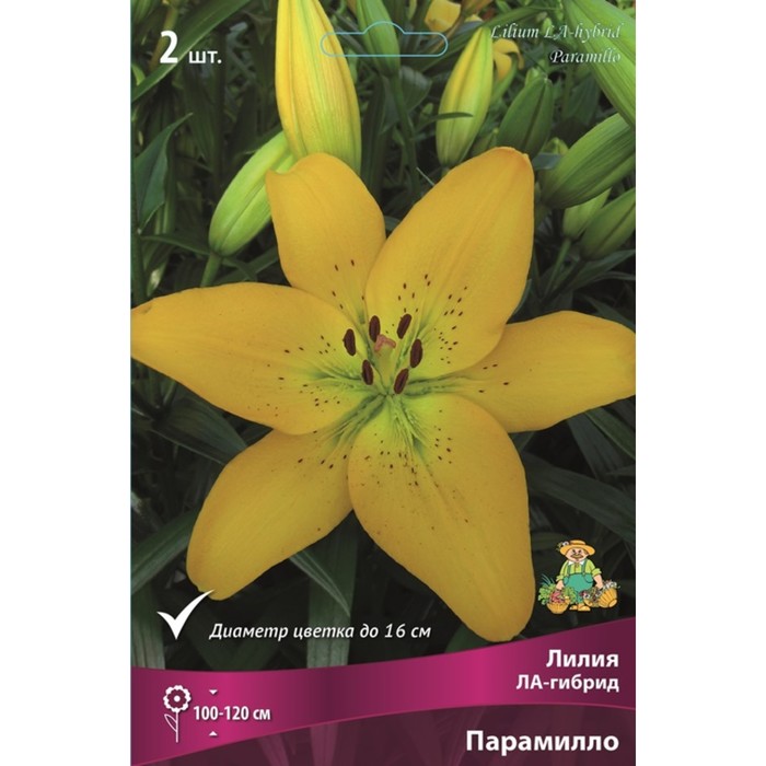 Лилии ЛА-гибриды Парамилло, 14/16 р-р, 2 шт. 120 h(см), Осень 2022