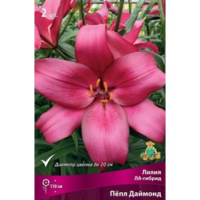 Лилии ЛА-гибриды Пёпл Даймонд, 14/16 р-р, 2 шт. 110 h(см), Осень 2024  (артикул 9246213)  большой выбор товаров оптом и в розницу по низким ценам с доставкой