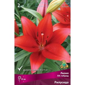 Лилии ЛА-гибриды «Рилусида», 14/16 р-р, 2 шт. 95 h(см), Осень 2025  (артикул 9246216)  большой выбор товаров оптом и в розницу по низким ценам с доставкой