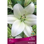 Лилии ЛА-гибриды «Ричмонд», 14/16 р-р, 2 шт. 115 h(см), Осень 2025  (артикул 9246217)  большой выбор товаров оптом и в розницу по низким ценам с доставкой