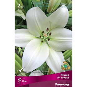 Лилии ЛА-гибриды «Ричмонд», 14/16 р-р, 2 шт. 115 h(см), Осень 2025  (артикул 9246217)  большой выбор товаров оптом и в розницу по низким ценам с доставкой
