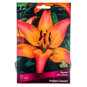 Лилии ЛА-гибриды «Ройал Сансет», 14/16 р-р, 2 шт. 110 h(см), Осень 2025  (артикул 9246219)  большой выбор товаров оптом и в розницу по низким ценам с доставкой