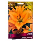 Лилии ЛА-гибриды Ройал Тринити, 14/16 р-р, 2 шт. 90 h(см), Осень 2024  (артикул 9246220)  большой выбор товаров оптом и в розницу по низким ценам с доставкой