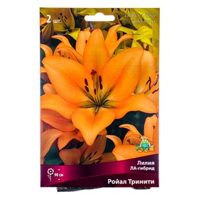 Лилии ЛА-гибриды Ройал Тринити, 14/16 р-р, 2 шт. 90 h(см), Осень 2024  (артикул 9246220)  большой выбор товаров оптом и в розницу по низким ценам с доставкой