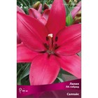 Лилии ЛА-гибриды Салпайс, 14/16 р-р, 2 шт. 100 h(см), Осень 2022  (артикул 9246221)  большой выбор товаров оптом и в розницу по низким ценам с доставкой