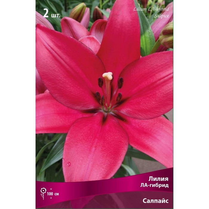 Лилии ЛА-гибриды Салпайс, 14/16 р-р, 2 шт. 100 h(см), Осень 2022