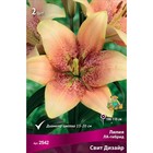 Лилии ЛА-гибриды «Свит Дизайр», 14/16 р-р, 2 шт. 100-110 h(см), Осень 2025  (артикул 9246225)  большой выбор товаров оптом и в розницу по низким ценам с доставкой