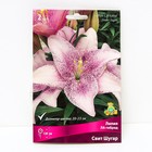 Лилии ЛА-гибриды Свит Шугар, 14/16 р-р, 2 шт. 120 h(см), Осень 2024  (артикул 9246226)  большой выбор товаров оптом и в розницу по низким ценам с доставкой