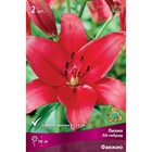 Лилии ЛА-гибриды «Фанжио», 14/16 р-р, 2 шт. 130 h(см), Осень 2024  (артикул 9246227)  большой выбор товаров оптом и в розницу по низким ценам с доставкой