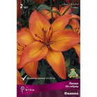 Лилии ЛА-гибриды Фиамма, 14/16 р-р, 2 шт. 110 h(см), Осень 2024  (артикул 9246228)  большой выбор товаров оптом и в розницу по низким ценам с доставкой