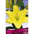 Лилии ЛА-гибриды «Фрейя», 14/16 р-р, 2 шт. 120 h(см), Осень 2022  (артикул 9246230)  большой выбор товаров оптом и в розницу по низким ценам с доставкой