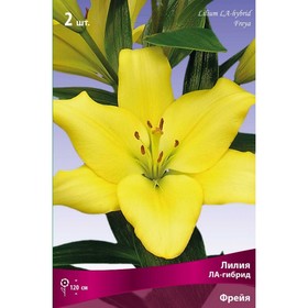 Лилии ЛА-гибриды «Фрейя», 14/16 р-р, 2 шт. 120 h(см), Осень 2022  (артикул 9246230)  большой выбор товаров оптом и в розницу по низким ценам с доставкой