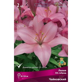 Лилии ЛА-гибриды Чайковский, 14/16 р-р, 2 шт. 130 h(см), Осень 2024  (артикул 9246231)  большой выбор товаров оптом и в розницу по низким ценам с доставкой