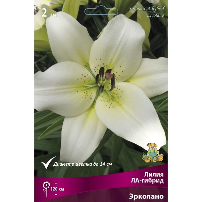 Лилии ЛА-гибриды «Эрколано», 2 шт., Осень 2026, «ПОИСК»