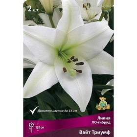 Лилии ЛО-Гибриды Вайт Триумф, 14/16 р-р, 2 шт. 120 h(см), Осень 2024  (артикул 9246235)  большой выбор товаров оптом и в розницу по низким ценам с доставкой