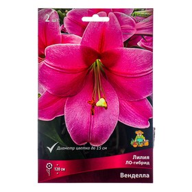 Лилии ЛО-Гибриды «Венделла», 14/16 р-р, 2 шт. 120 h(см), Осень 2025