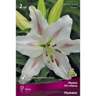 Лилии ЛО-Гибриды Ньюанс, 14/16 р-р, 2 шт. 120 h(см), Осень 2024  (артикул 9246237)  большой выбор товаров оптом и в розницу по низким ценам с доставкой