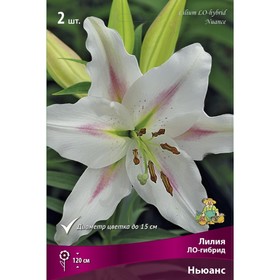 Лилии ЛО-Гибриды Ньюанс, 14/16 р-р, 2 шт. 120 h(см), Осень 2024  (артикул 9246237)  большой выбор товаров оптом и в розницу по низким ценам с доставкой