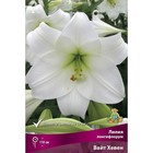 Лилии Лонгифлорум Вайт Хевен, 14/16 р-р, 2 шт. 110 h(см), Осень 2024  (артикул 9246239)  большой выбор товаров оптом и в розницу по низким ценам с доставкой