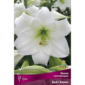 Лилии Лонгифлорум Вайт Хевен, 14/16 р-р, 2 шт. 110 h(см), Осень 2024  (артикул 9246239)  большой выбор товаров оптом и в розницу по низким ценам с доставкой