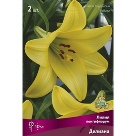 Лилии Лонгифлорум Делиана, 14/16 р-р, 2 шт. 125 h(см), Осень 2024  (артикул 9246240)  большой выбор товаров оптом и в розницу по низким ценам с доставкой