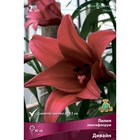 Лилии Лонгифлорум «Дивайн», 14/16 р-р, 2 шт. 80 h(см), Осень 2024  (артикул 9246241)  большой выбор товаров оптом и в розницу по низким ценам с доставкой