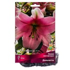 Лилии Лонгифлорум «Дольчетто», 14/16 р-р, 2 шт. 100 h(см), Осень 2025  (артикул 9246242)  большой выбор товаров оптом и в розницу по низким ценам с доставкой