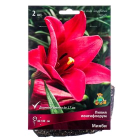 Лилии Лонгифлорум «Мияби», 14/16 р-р, 2 шт. 100 h(см), Осень 2025  (артикул 9246243)  большой выбор товаров оптом и в розницу по низким ценам с доставкой