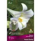 Лилии Лонгифлорум Уорлд Трейд, 14/16 р-р, 2 шт. 50 h(см), Осень 2024  (артикул 9246245)  большой выбор товаров оптом и в розницу по низким ценам с доставкой