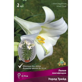 Лилии Лонгифлорум Уорлд Трейд, 14/16 р-р, 2 шт. 50 h(см), Осень 2024  (артикул 9246245)  большой выбор товаров оптом и в розницу по низким ценам с доставкой