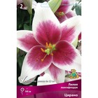 Лилии Лонгифлорум «Цирано», 14/16 р-р, 2 шт. 100 h(см), Осень 2025  (артикул 9246246)  большой выбор товаров оптом и в розницу по низким ценам с доставкой