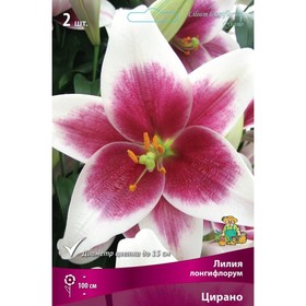 Лилии Лонгифлорум «Цирано», 14/16 р-р, 2 шт. 100 h(см), Осень 2025  (артикул 9246246)  большой выбор товаров оптом и в розницу по низким ценам с доставкой