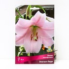 Лилии Лонгифлорум «Элегант Леди», 14/16 р-р, 2 шт. 80 h(см), Осень 2025  (артикул 9246247)  большой выбор товаров оптом и в розницу по низким ценам с доставкой