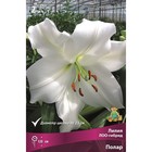 Лилии ЛОО-Гибриды «Полар», 41974 р-р, 2 шт. 120 h(см), Осень 2025  (артикул 9246249)  большой выбор товаров оптом и в розницу по низким ценам с доставкой