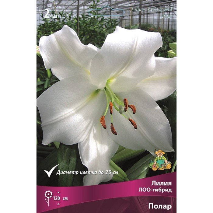 Лилия Polar