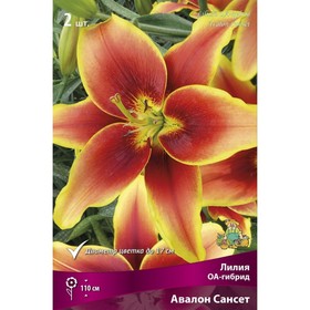 Лилии ОА-Гибриды «Авалон Сансет», 14/16 р-р, 2 шт. 110 h(см), Осень 2022  (артикул 9246250)  большой выбор товаров оптом и в розницу по низким ценам с доставкой