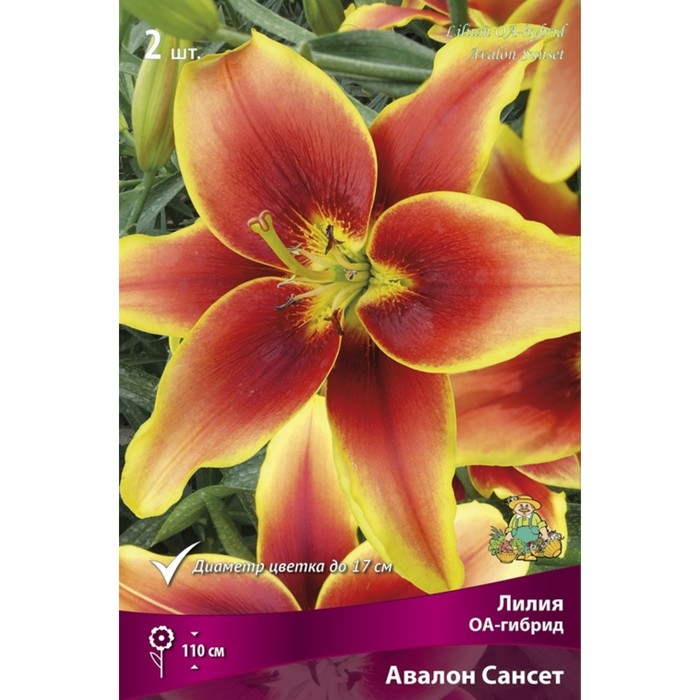 Лилии ОА-Гибриды «Авалон Сансет», 14/16 р-р, 2 шт. 110 h(см), Осень 2022