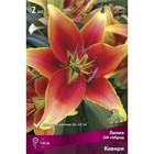 Лилии ОА-Гибриды «Кавери», 14/16 р-р, 2 шт. 110 h(см), Осень 2022  (артикул 9246252)  большой выбор товаров оптом и в розницу по низким ценам с доставкой