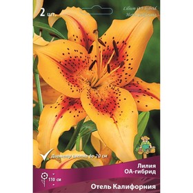 Лилии ОА-Гибриды «Отель Калифорния», 14/16 р-р, 2 шт. 110 h(см), Осень 2022  (артикул 9246253)  большой выбор товаров оптом и в розницу по низким ценам с доставкой