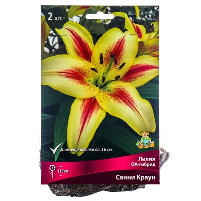Лилии ОА-Гибриды «Санни Краун», 14/16 р-р, 2 шт. 110 h(см), Осень 2025