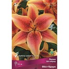 Лилии ОА-Гибриды Фёст Краун, 14/16 р-р, 2 шт. 110 h(см), Осень 2024  (артикул 9246255)  большой выбор товаров оптом и в розницу по низким ценам с доставкой