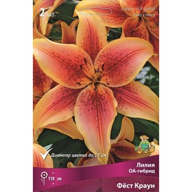 Лилии ОА-Гибриды Фёст Краун, 14/16 р-р, 2 шт. 110 h(см), Осень 2024  (артикул 9246255)  большой выбор товаров оптом и в розницу по низким ценам с доставкой