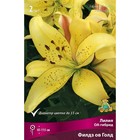 Лилии ОА-Гибриды «Филдз ов Голд», 14/16 р-р, 2 шт. 85-115 h(см), Осень 2024  (артикул 9246256)  большой выбор товаров оптом и в розницу по низким ценам с доставкой